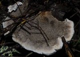 Hydnellum caeruleum image