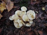 Pholiota gummosa image