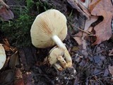 Pholiota gummosa image
