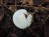 Hygrophorus chrysodon image