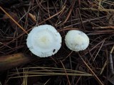Hygrophorus chrysodon image