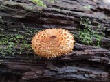 Leucopholiota decorosa image