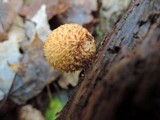 Leucopholiota decorosa image