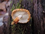Leucopholiota decorosa image
