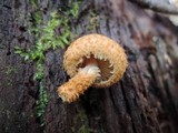 Leucopholiota decorosa image