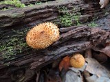 Leucopholiota decorosa image