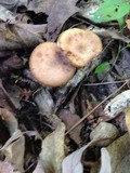 Armillaria solidipes image