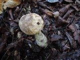 Leccinum variicolor image