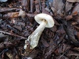 Leccinum variicolor image