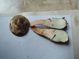 Leccinum variicolor image