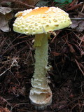 Amanita amerimuscaria image