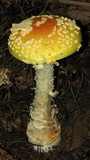 Amanita amerimuscaria image