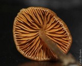 Pholiotina smithii image