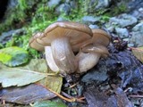 Lyophyllum decastes image