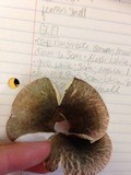 Russula variata image