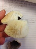 Russula variata image