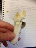 Russula variata image