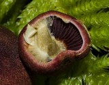Cortinarius smithii image