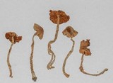 Pholiotina smithii image