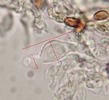 Pholiotina smithii image