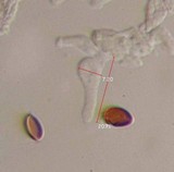 Pholiotina smithii image