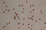 Pholiotina smithii image