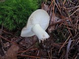 Tricholoma portentosum image