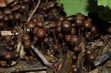 Gymnopus villosipes image