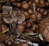 Gymnopus villosipes image