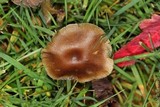 Psilocybe stuntzii image