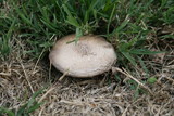 Agaricus californicus image