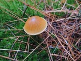 Galerina sphagnorum image