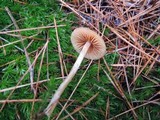 Galerina sphagnorum image