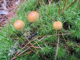 Galerina sphagnorum image