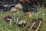 Psilocybe baeocystis image