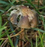 Psilocybe baeocystis image