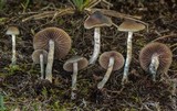 Psilocybe cyanofibrillosa image