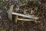 Psilocybe cyanofibrillosa image