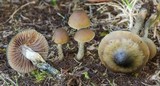 Psilocybe cyanofibrillosa image