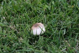 Agaricus californicus image