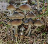 Psilocybe cyanofibrillosa image