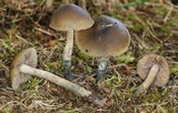 Psilocybe cyanofibrillosa image