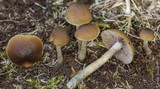 Psilocybe cyanofibrillosa image