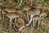 Psilocybe cyanofibrillosa image