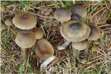 Psilocybe cyanofibrillosa image