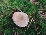 Tylopilus felleus image