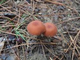 Laccaria maritima image