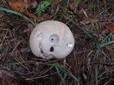 Lycoperdon utriforme image