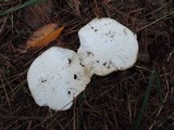 Lycoperdon utriforme image