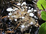 Collybia cirrhata image